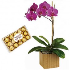 ORQUIDEA LILAS + CHOCOLATE 12UN