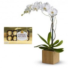 ORQUIDEA BRANCA+CHOCOLATE 8UN