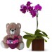 ORQUIDEA LILAS+URSO 30cm "EU TE AMO"